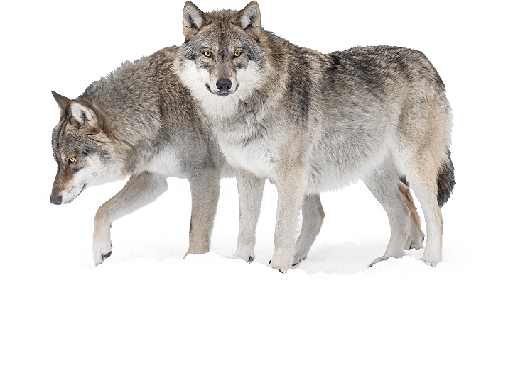 susi suden valokuvaus katselu wild taiga