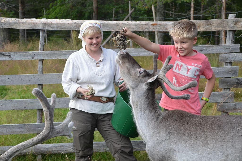A boy feeding reindeer on a farm